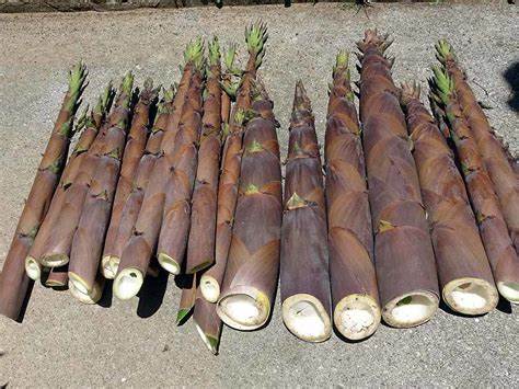 シーズン最後のたけのこ、淡竹 はちく のレシピ食べ逃した方は必見！HugKum はぐくむ