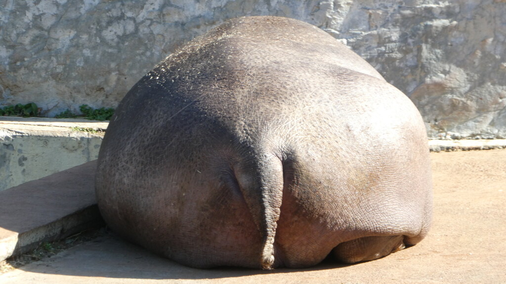 西宮スイーツ 上甲子園の カバのおしり。！ : やじきたの食べたい放題