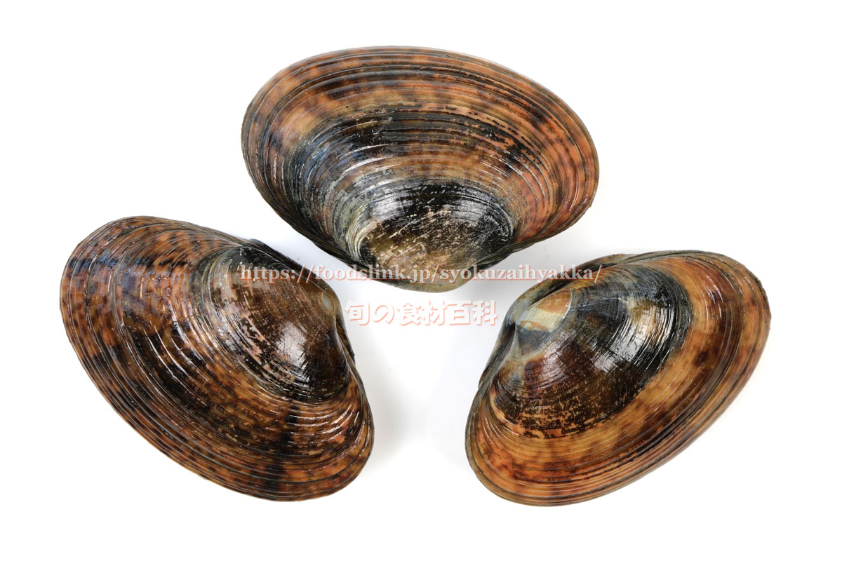 陶器製 小物入れ 器 二枚貝 巻貝 1個 1801 宅配便: GreenRoseネットショップYumi - 通販 - Yahoo!ショッピング