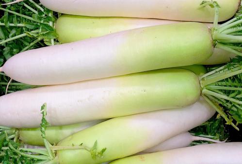 大根 だいこん・ダイコン・ラディッシュ・radish 無料画像 – ベジタデジタ