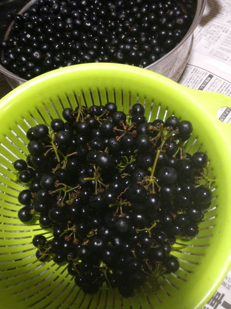 ハックルベリーでジャム作り🫐Mina