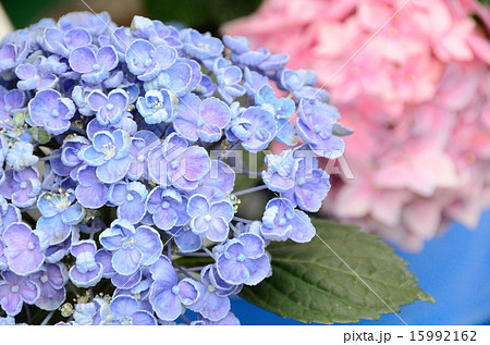 ポップコーンのようなアジサイーオタフクアジサイー雨に似合う紫陽花 - 初心者のための写真講座Hiro Photo