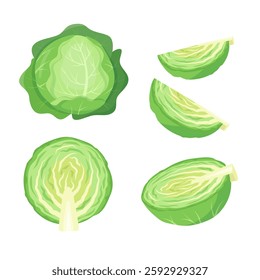 かわいい立体リアルなキャベツイラスト・フリー素材なら「シンテリ」
