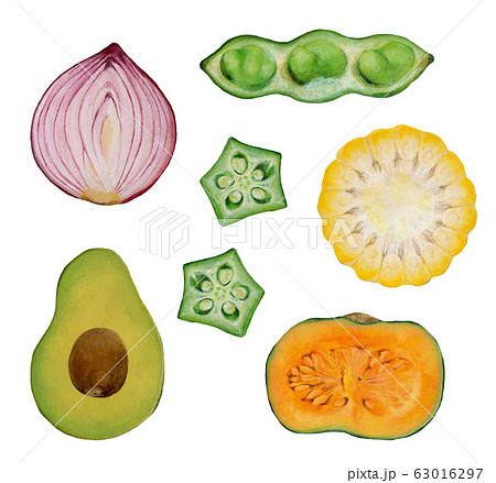 72枚セット★果物野菜断面カード家庭学習小学校受験教材理科的常識断面図