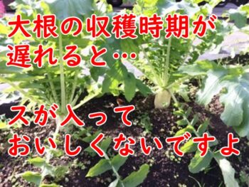 大根の収穫のやり方は？時期の見極め方とは？遅れるとどうなる？家庭菜園ブログ。〜ずぼら主婦ミントプレゼンツ