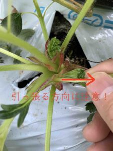 いちごの葉とわき芽の管理方法を苺のプロが解説！何枚が良い？脇芽は何個が最適？やさいガーデン