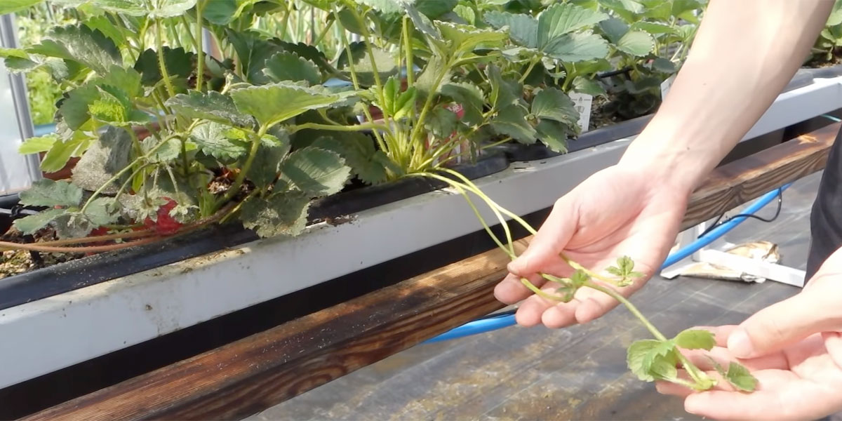 いちごのランナー挿し育苗の方法！挿し苗で根を出させて夏でも枯らせずに苗を増やすコツやさいガーデン