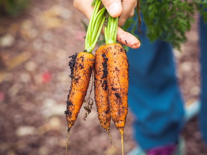 家庭菜園初心者に最適！ 5月に植える野菜5選 畑は小さな大自然vol.77 マイナビ農業