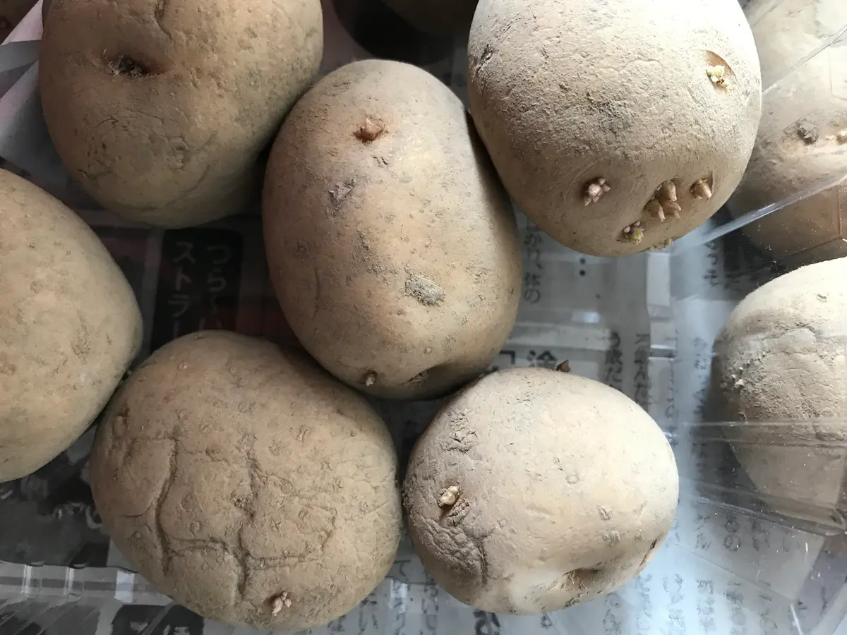 芽が出た野菜 どうしよう！正しい処理と保存方法をご紹介します。キナリノ