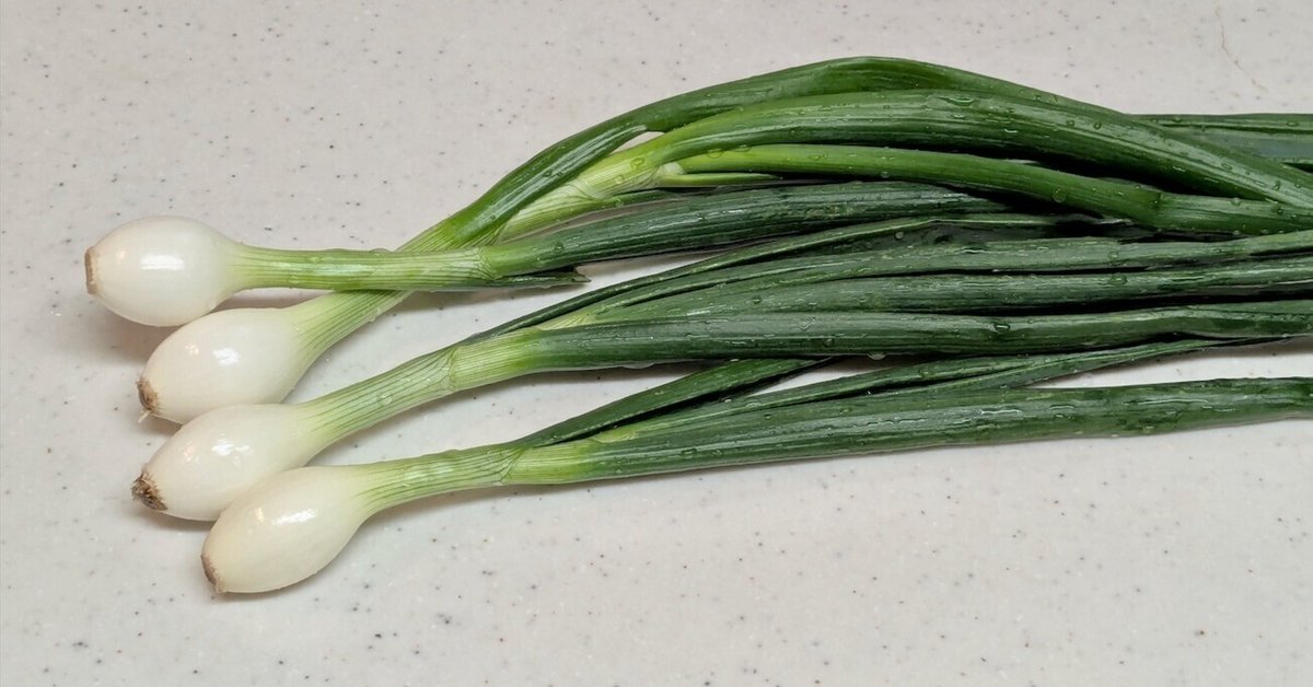 玉ねぎから芽が生えたら刻みネギにしよう - ちゃんとしたブログ