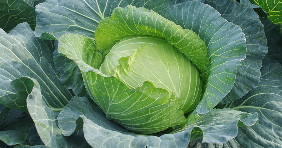 野菜ひとつ キャベツのさっぱり浅漬け