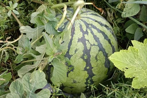 クリームすいか丸友中部青果