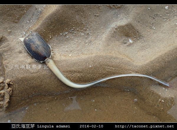 稀有珍貝─海豆芽，下鍋了- 八卦縣市非看不可- udn部落格