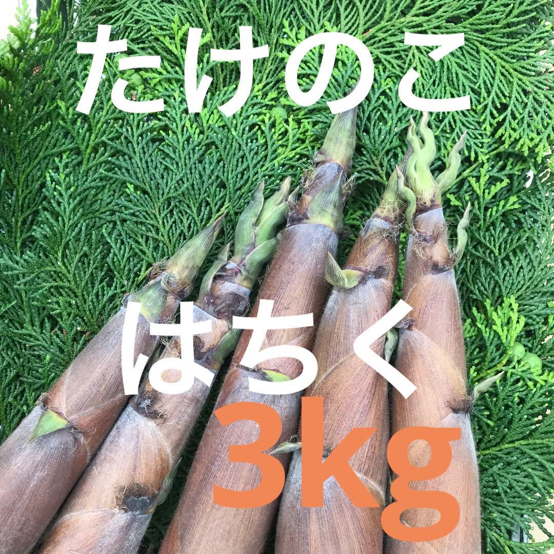 ハチク 淡竹 を採ろう！おいしい山菜＆きのこ図鑑