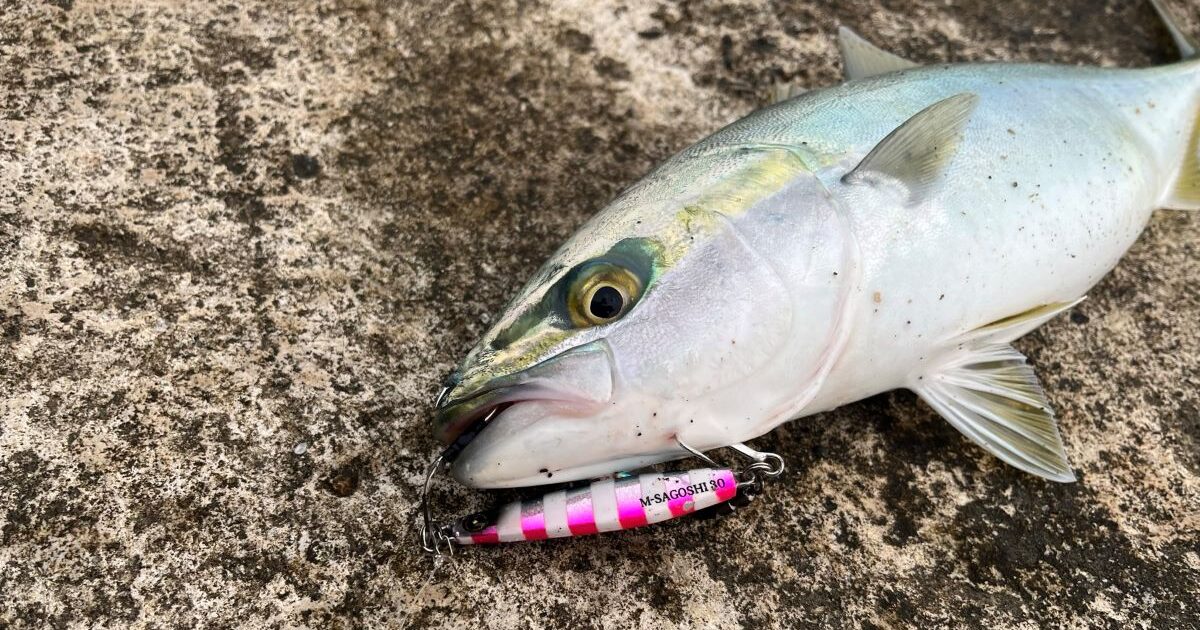 サバなどの青物での食あたり – 魚料理レシピデータベース