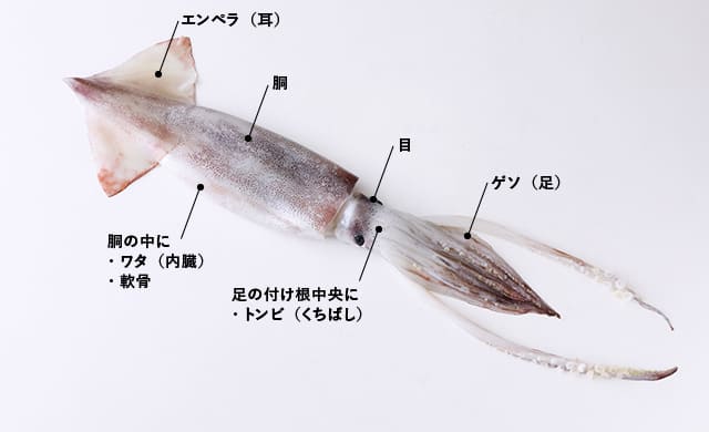 イカを楽しく解剖しながら部位別に美味しく食べる方法」を日本いか連合員が手とり足とり教えます - メシ通ホットペッパーグルメ