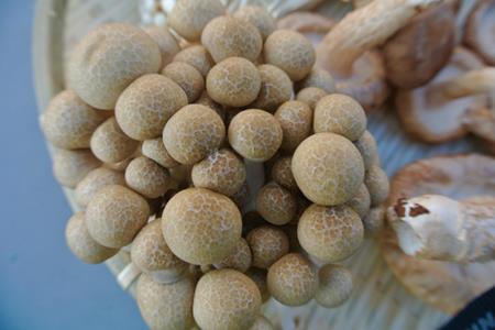 株式会社キノックス