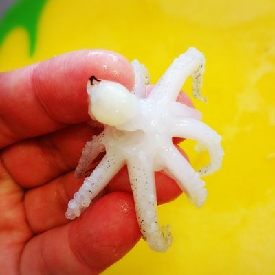 いかの下処理・げそFish Kitchenニッスイ