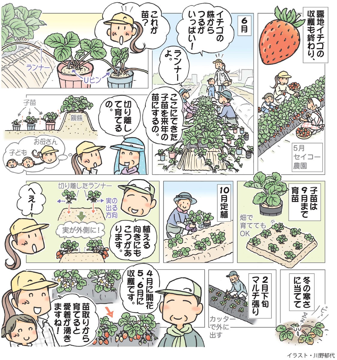 イチゴの育て方・栽培方法 植え方やお手入れのコツやポイントまで。通販 - ディノス