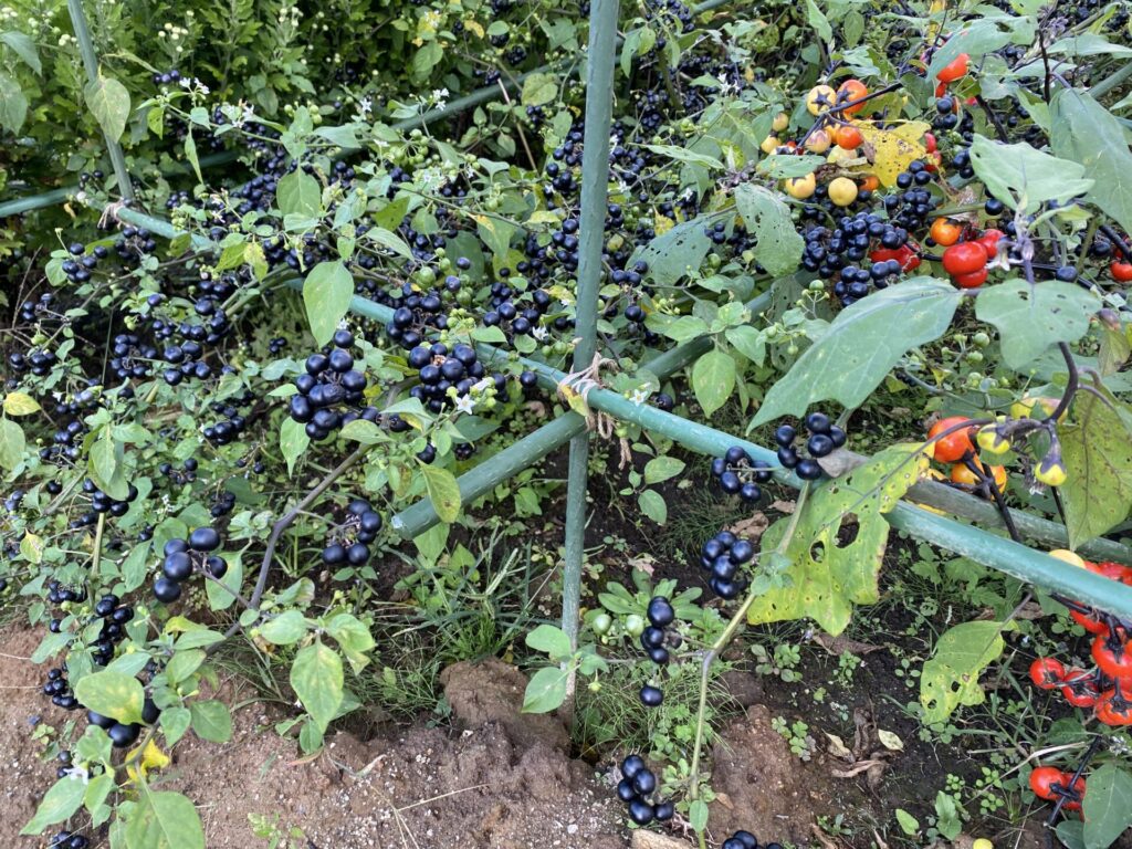 ガーデンハックルベリーのジャムの作り方 農家さん直伝！農家漁師から産地直送の通販 ポケットマルシェ