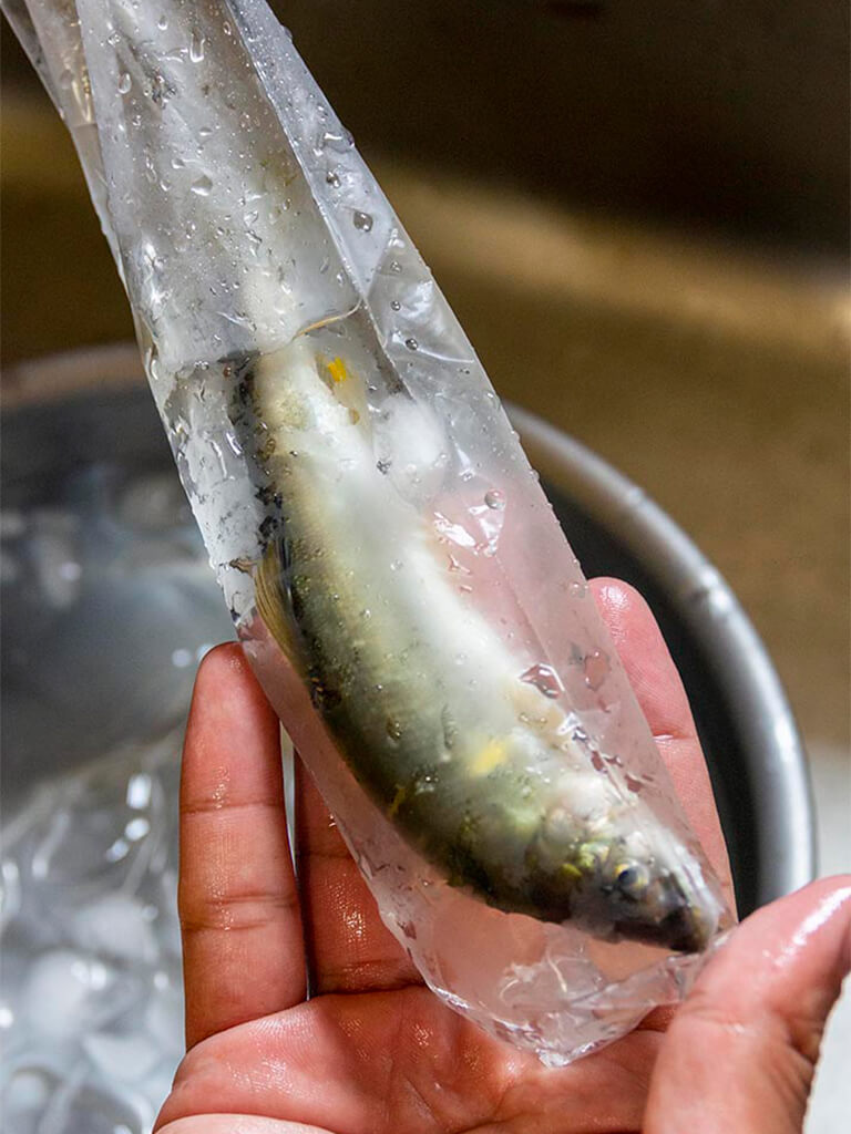 鮎の冷凍保存方法と、冷凍鮎を美味しくいただく方法釣り情報サイト ルアー、堤防釣り、仕掛け、釣り方