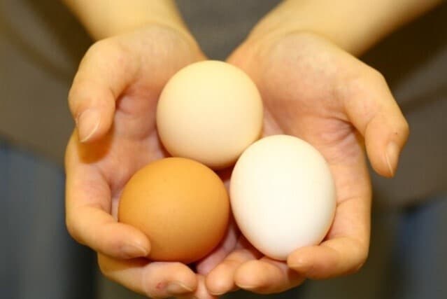 たまごの樹@tamagono_ki· Akita-shi, Akita