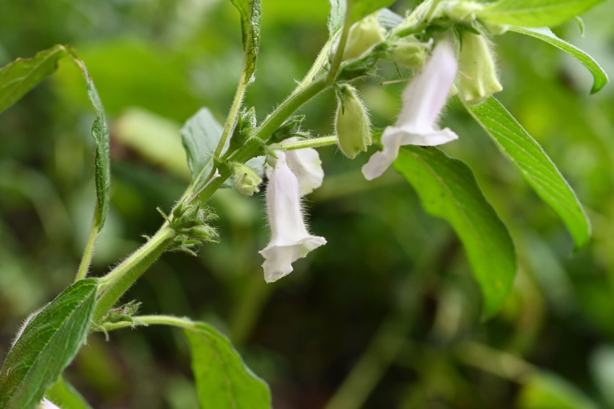 美容にも健康にもごま！ その効果・効能13選たべるご