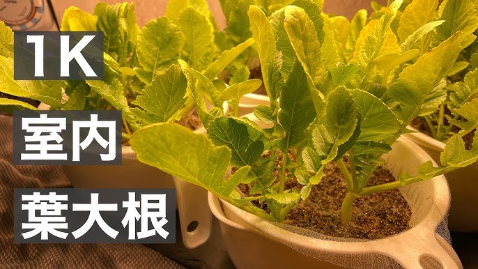 水耕栽培:20日大根①容器作り〜発芽ずぼらさんの水耕栽培記録