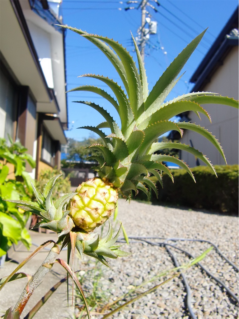 楽天市場 姫パイン 花・観葉植物花・ガーデン・DIY の通販