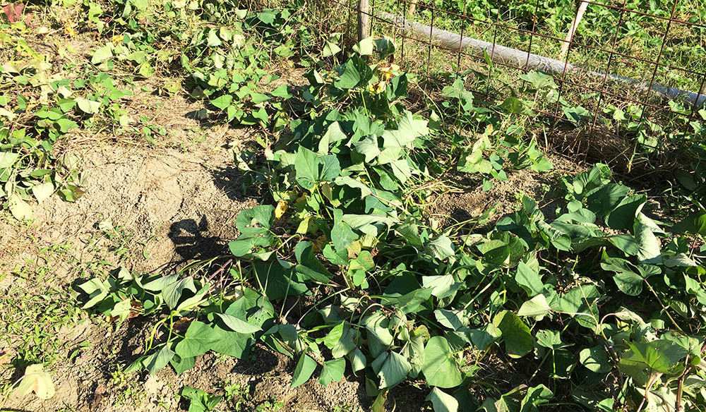 気づけば身近に⚪︎食べられる夏の野草CAMWACCAカムワッカ