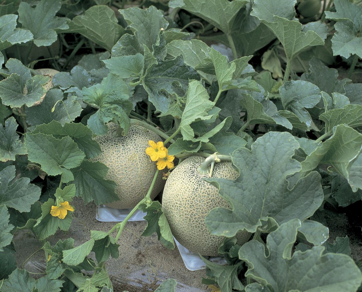 いよいよシーズン到来！庄内砂丘メロンたちばなや便り公式サイト山形県あつみ温泉 たちばなや