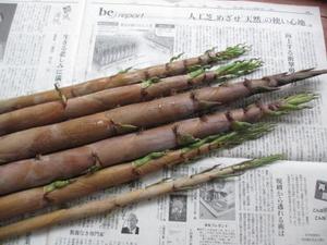 初夏のたけのこ、淡竹 ハチク– 多胡本家酒造場