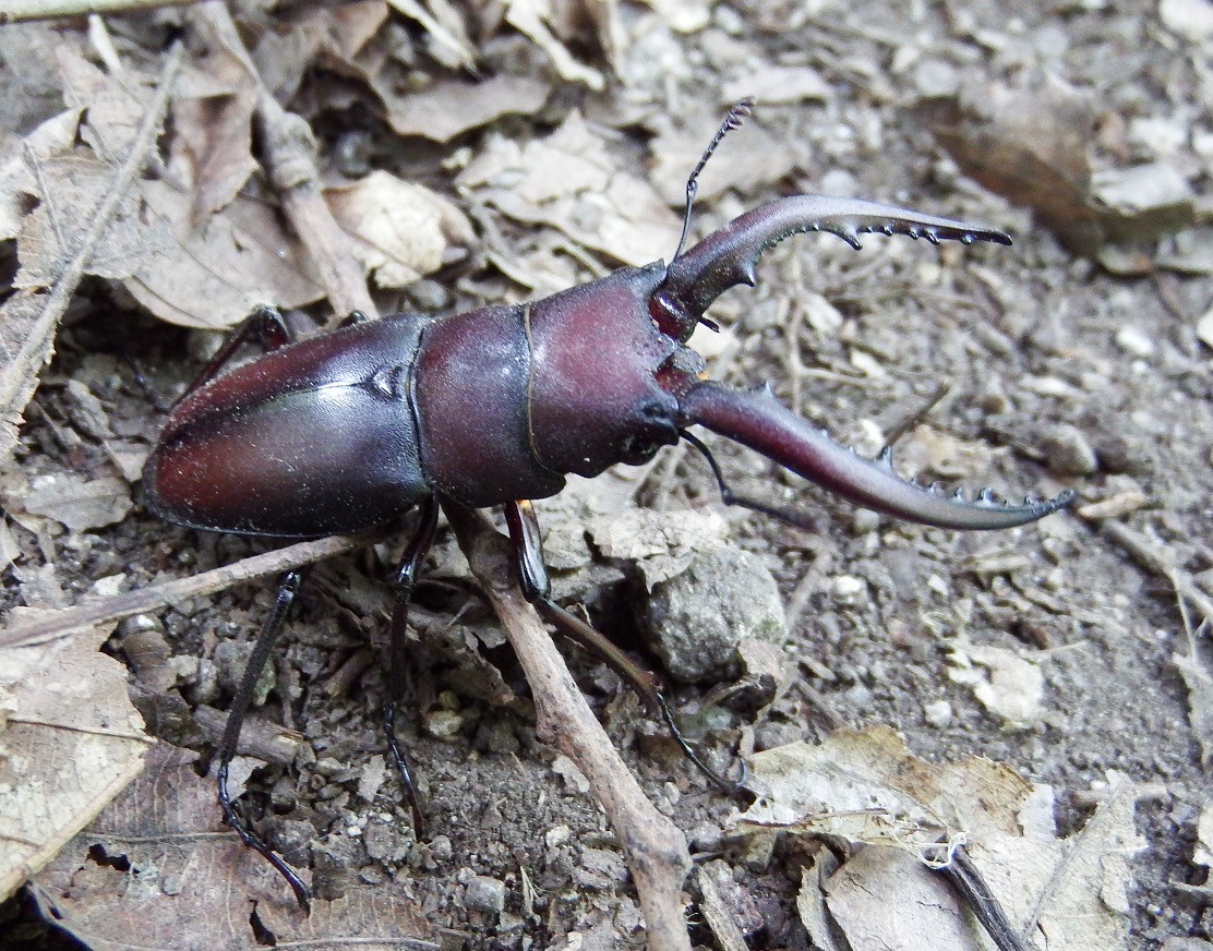 本土ノコギリクワガタのメスの特徴。茶色がかった卵型のまん丸体型!│ケンスケの休日を楽しく過ごすブログ