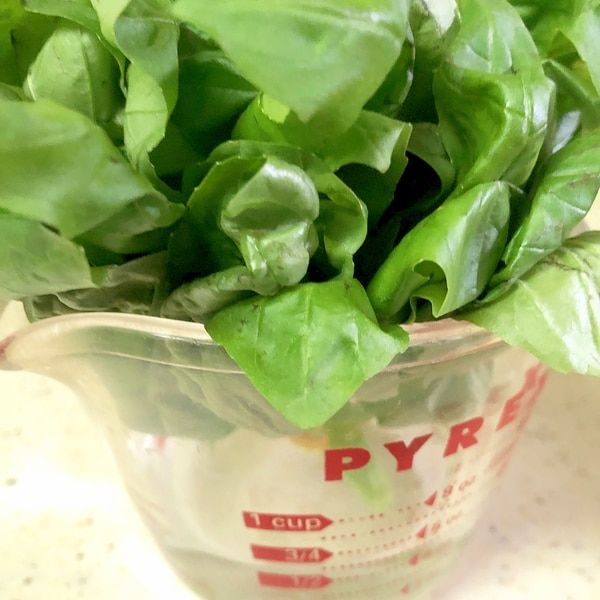 フレッシュハーブの保存方法 – FUJII LABEL