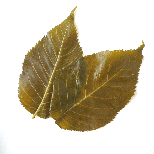 桜餅の葉は食べる派？剥がす派？ 知られざる魅力と味わい方サザエの食卓ジャーナルサザエ食品株式会社