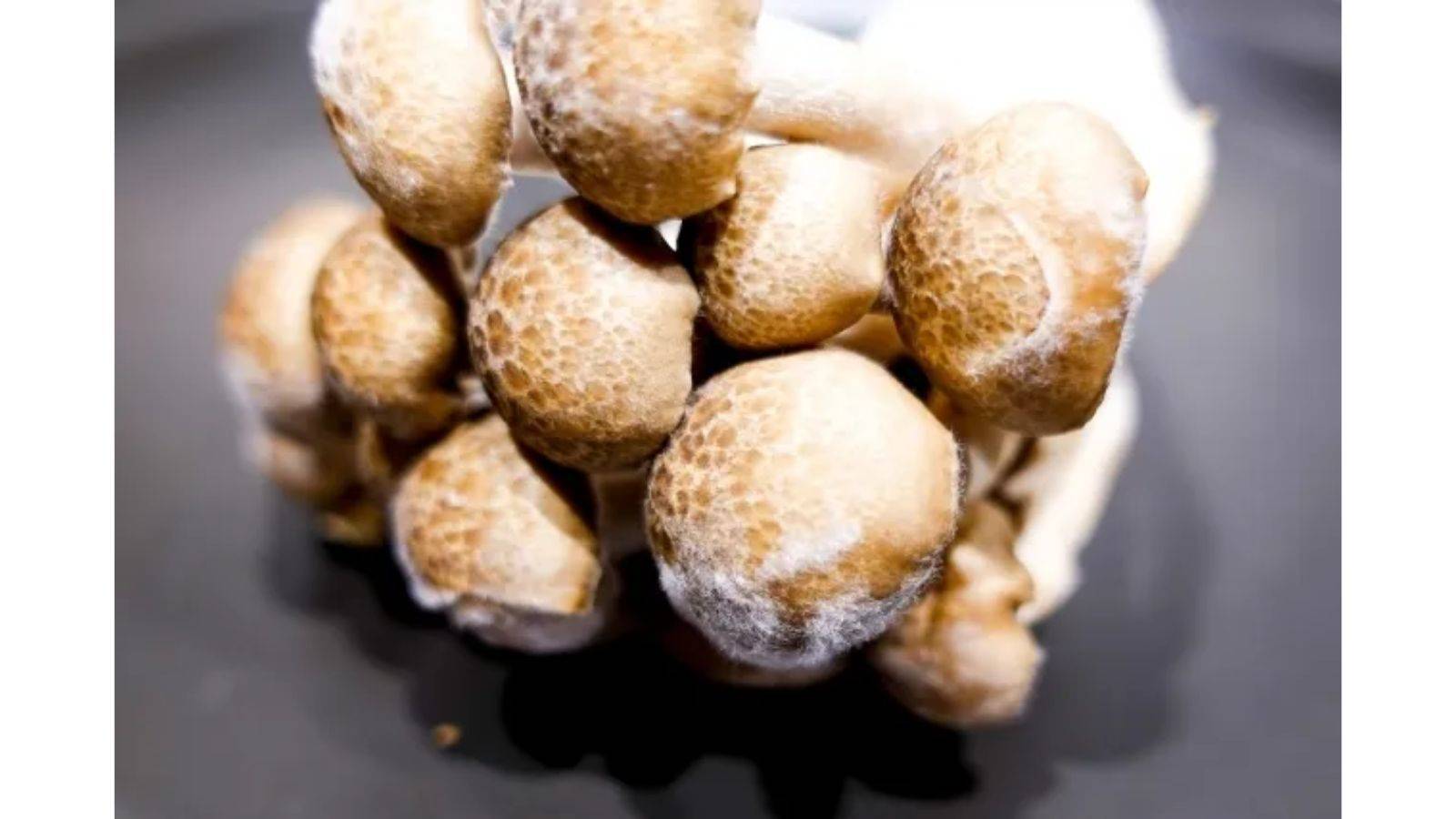 このベーグル、中身もカビだらけ？！ – 岡田光世ブログ Mitsuyo Okada's Blog