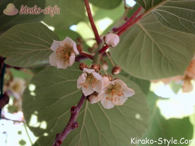 今年も見たよ キウイの花: ポージィの花etc.記