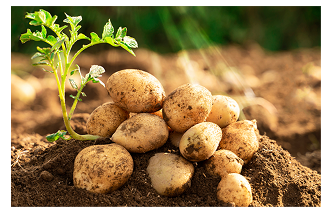 野菜ひとつ めんつゆじゃがいも