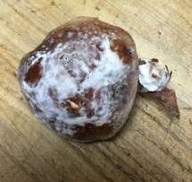 しいたけが黒いけど食べられる？傘の裏や軸が黒くなる原因や見分け方、保存方法を詳しく解説！おうちごはん研究所