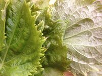 葉が黄色くなってしまった時の 7つの チェックポイントとは？ - 横浜・藤沢で植木の剪定・伐採・造園は梶山庭苑で