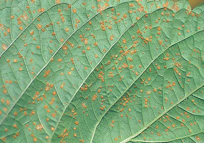 しそ おおばさび病 : こうち農業ネット