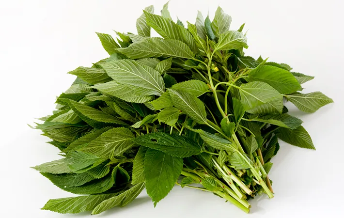 モロヘイヤ 栄養を逃さない茹で方のコツと食べ方カゴメ株式会社