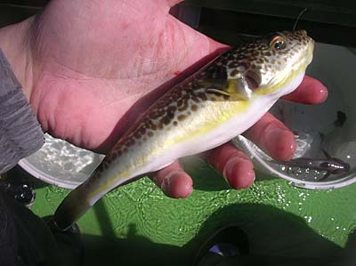 淡水フグ12種類 淡水で飼えるフグを紹介！小型から大型までペットのように懐くかわいいフグ カタログ 大きさ・寿命・値段など気になる基本情報 コフグライフ水槽のある暮らし大百科