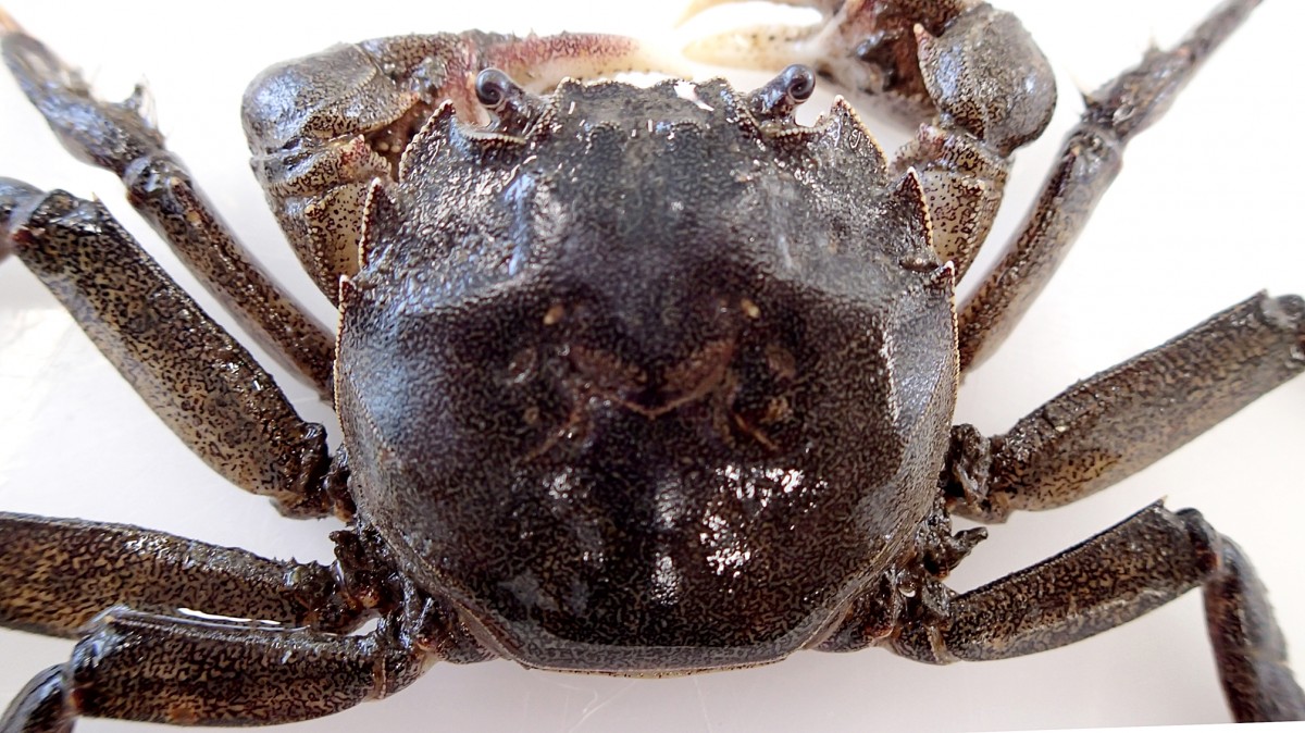 モクズガニカニのなかま浦安水辺の生き物図鑑