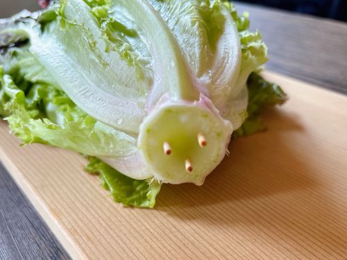 レタスの保存方法と選び方！長持ちさせる方法を紹介キッコーマンホームクッキング