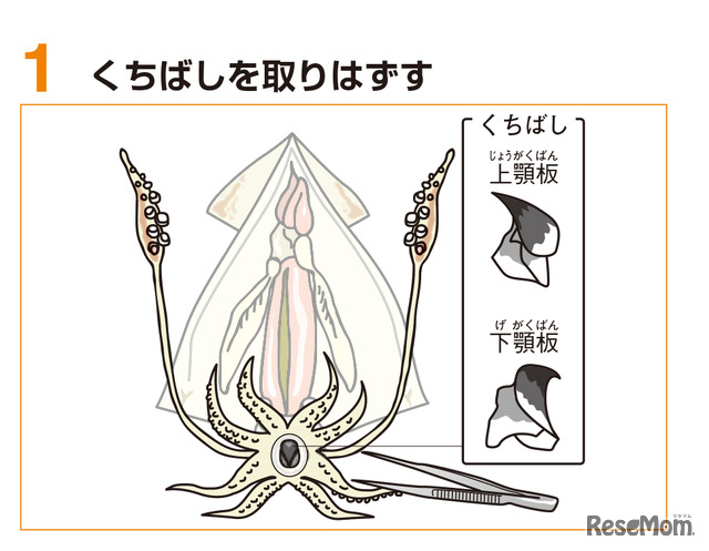 佐野まいける食道が脳を通り、腕で精子を渡す！？イカを解剖してその不思議にせまろうWILD MIND GO! GO