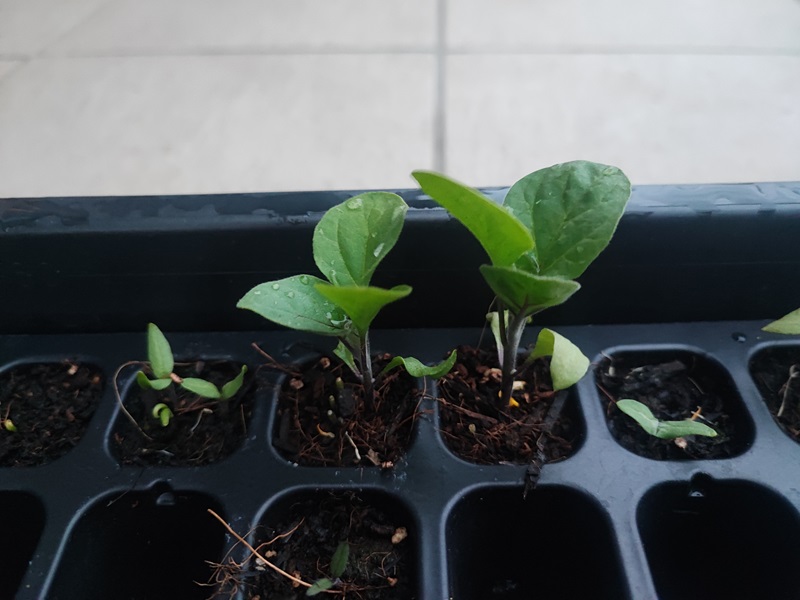 ナスの作り方 家庭菜園向け 家庭菜園編農作業便利帖みんなの農業広場