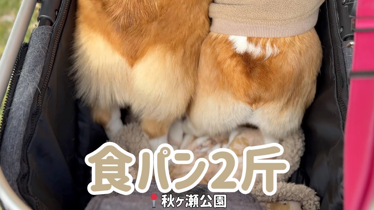 誰だ、家の中に食パンを落としたのは？」コーギーのおしりに反響、飼い主さん「閉めたいのに、閉められない 」eltha エルザ