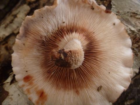 しいたけの軸は食べられます！実はカサより旨味や栄養が豊富なのです関東きのこの会