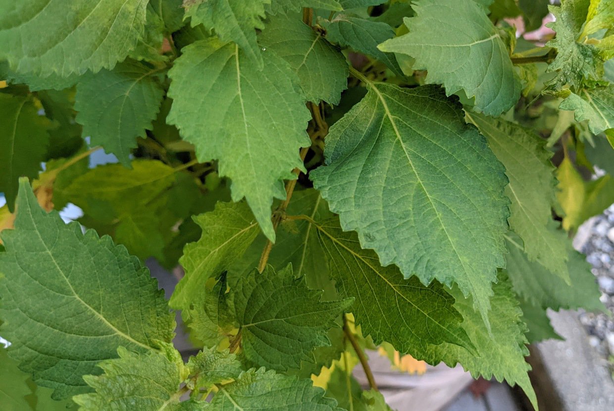 超簡単！酢ほ紫蘇 by 森林プロデューサークックパッド簡単おいしいみんなのレシピが392万品